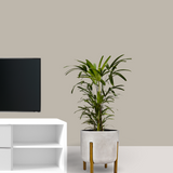 Cimento